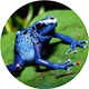 Blue frog. 